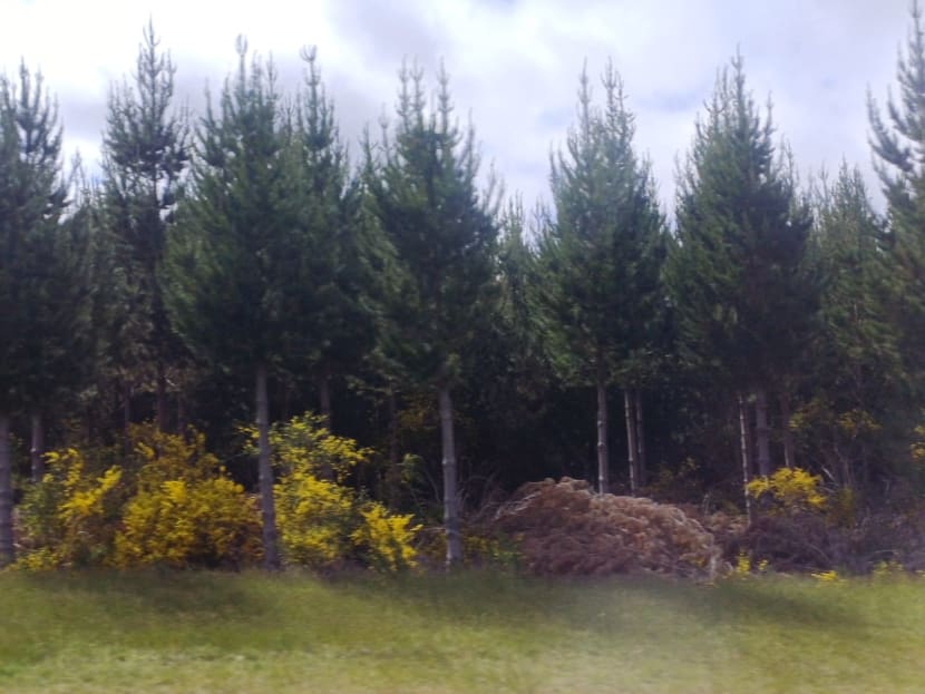 Ty rychle rostoucí borovice mají delší holý kmen!