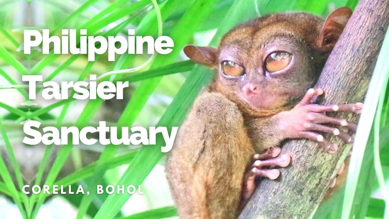 Philippine Tarsier Sanctuary