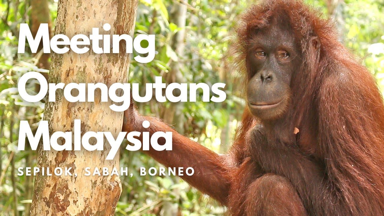 Meeting Orangutans in Malaysia