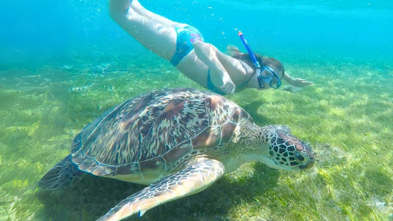 Snorkeling with Sea Turtles on Gili Trawangan Island