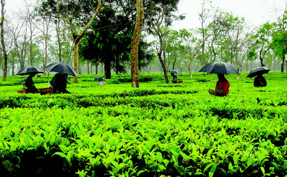 Tea garden photo from inside Tea: History, Terroirs, Varieties
