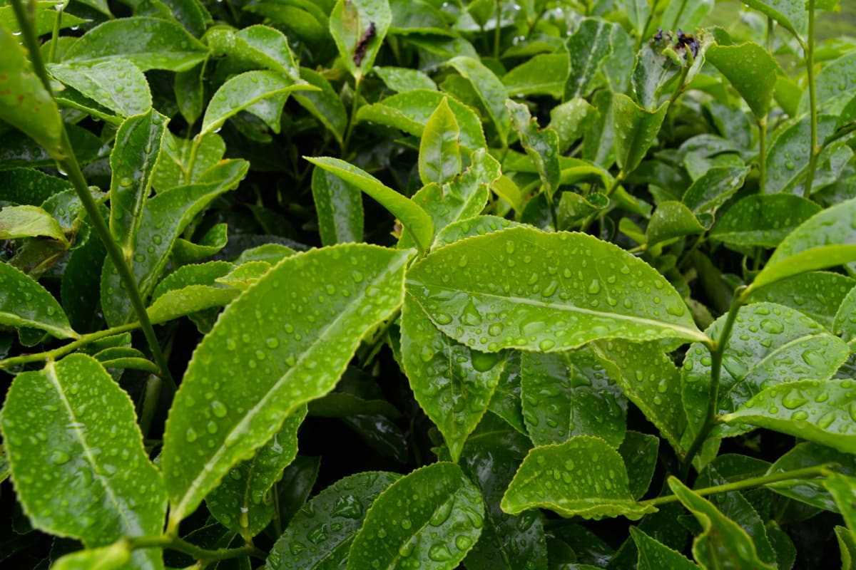 Fresh green leaves covered in water droplets
