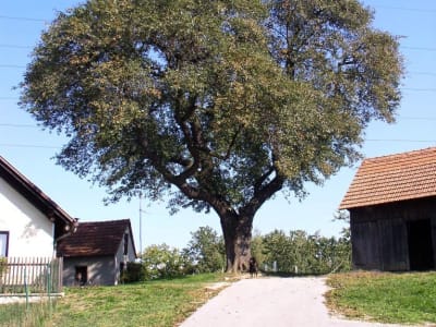 Foto: Matej Demšar Foto: Matej Demšar