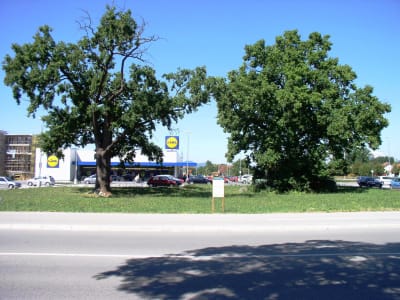 Foto: Matej Demšar Foto: Matej Demšar