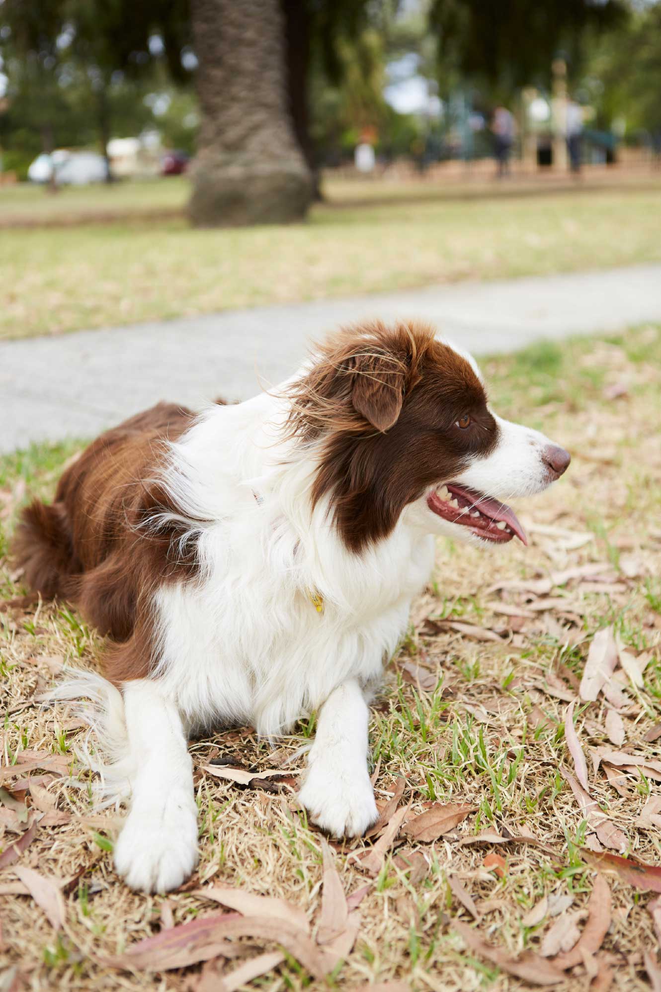 Penders Park Master Plan Photography