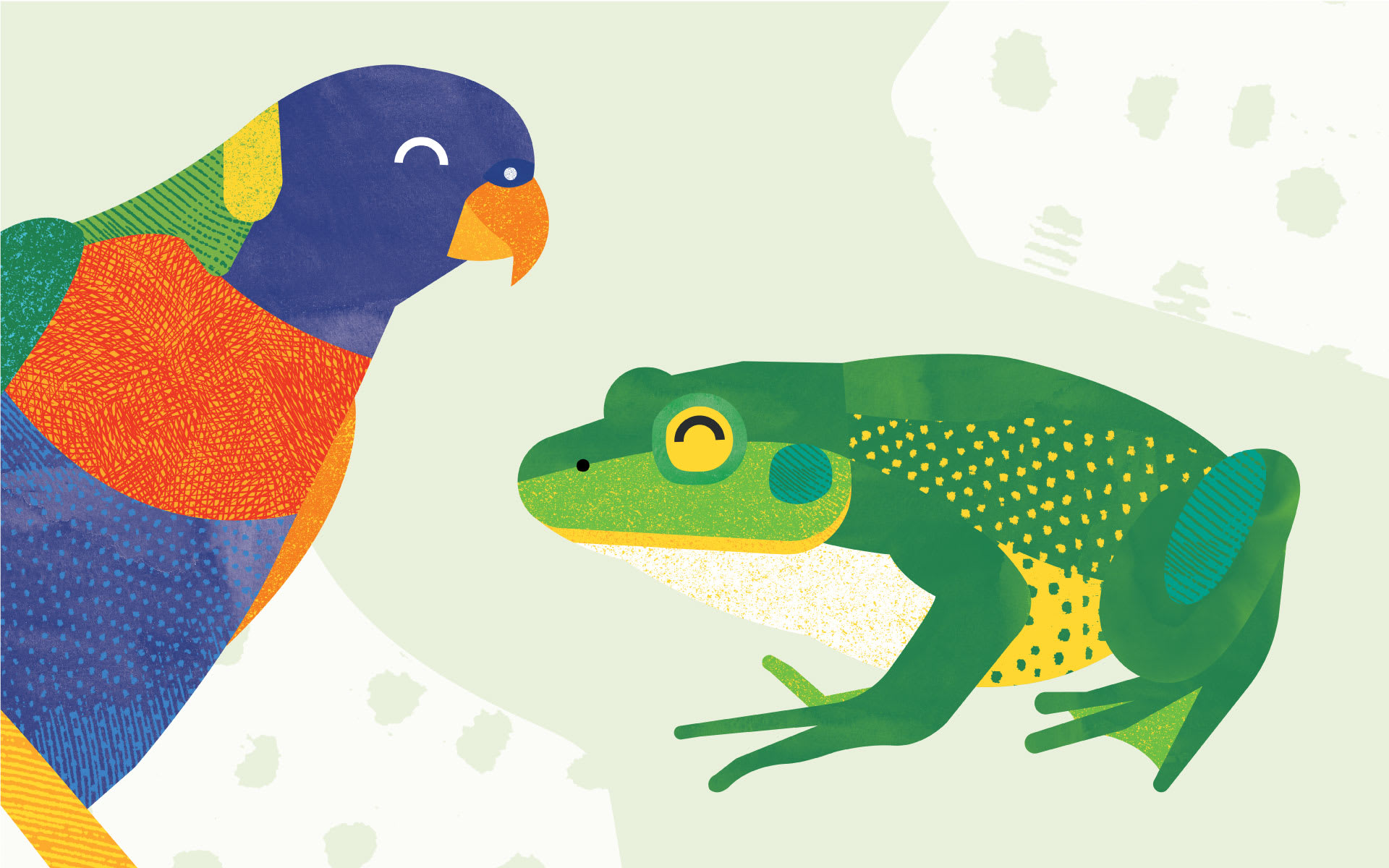 Rainbow Lorikeet and frog illustration