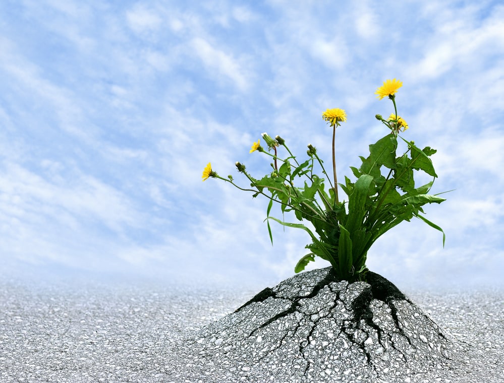 Building resilience to spring back stronger than ever Building resilience to spring back stronger than ever