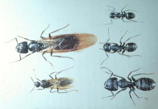 Carpenter Ants Pest Control Vancouver