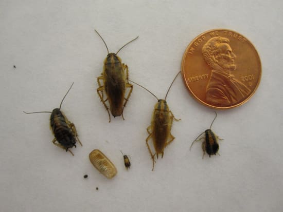 German Cockroaches Pest Control