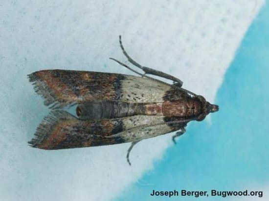 Indian Meal Moth Pest Control