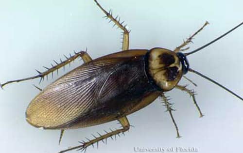 American Cockroach Pest Control
