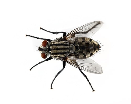 House Fly Pest Control