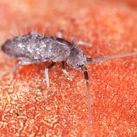 Springtail Pest Control