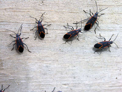 Box Elder Pest Control