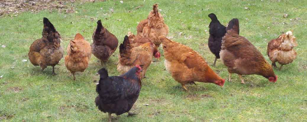 Chicken Coop – Where is it today?