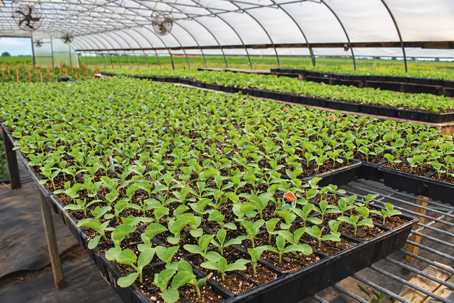 Hydroponic Polyhouse