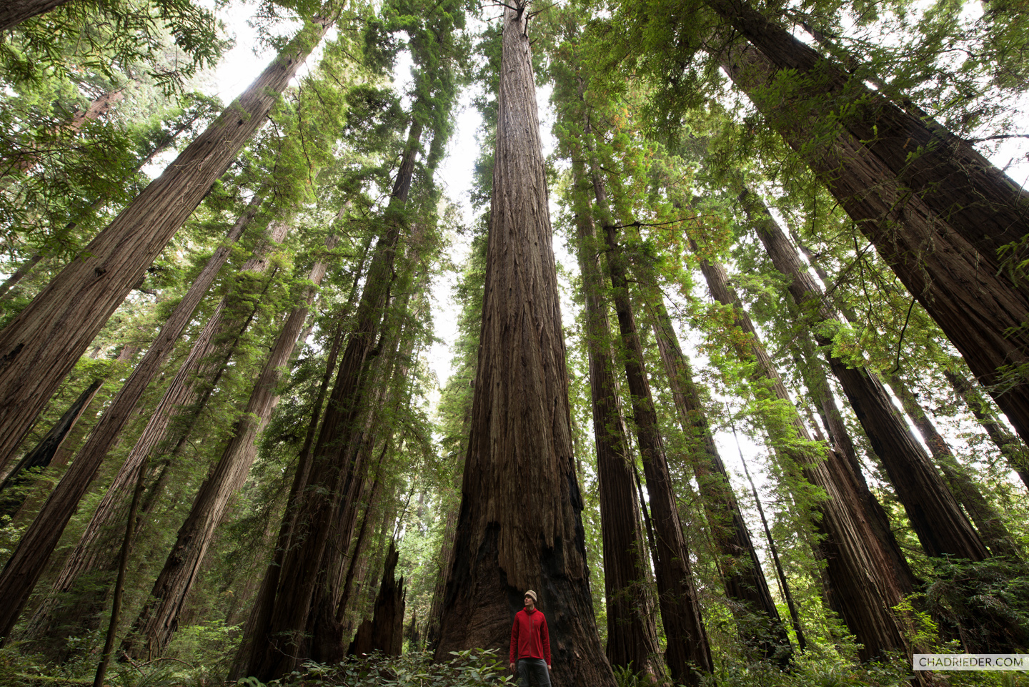A trip down the Oregon coast and into the Redwoods Perspective