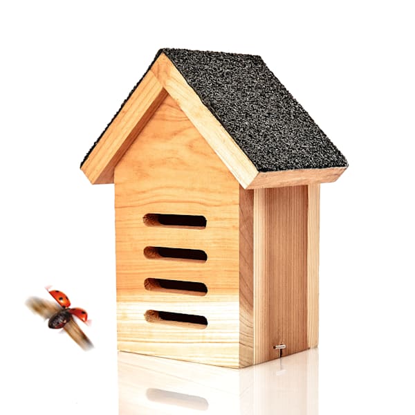 Katicabogár ház - 52038161