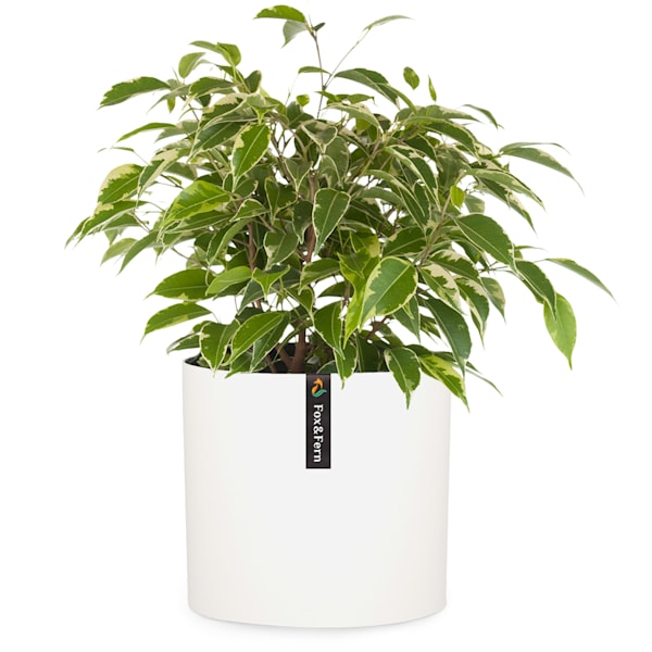 Venlo flowerpot - 10038471