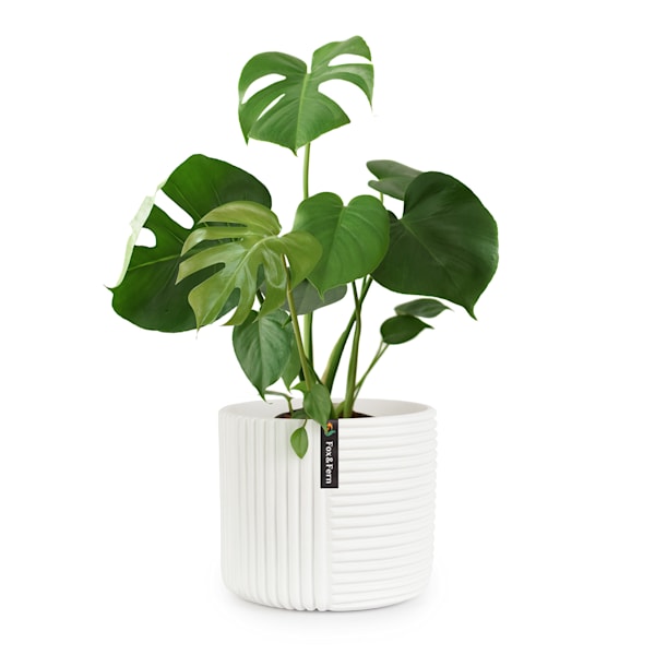 Květináč Hasselt - 10038547