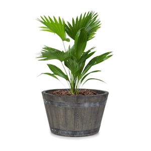 Winegrow plantenbak 52,5 x 31,5 cm (ØxH) licht fibreclay grijs
