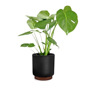 Enspijk flower pots walnut wood polystone handmade 2 sizes
