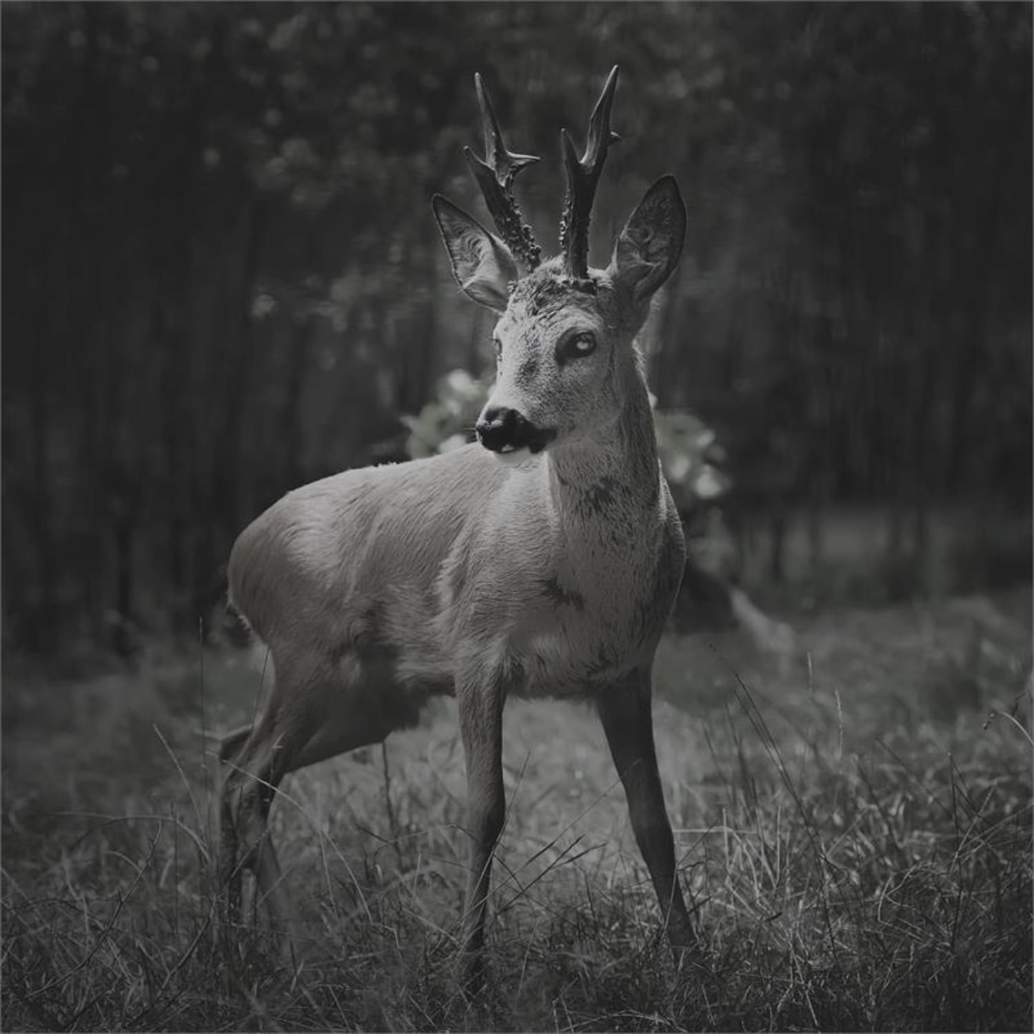 GRIZZLY MAX PIR Przyrodniczy aparat do fotografowania zwierząt Pułapka fotograficzna 40 Black LED 8 MP HD USB SD 100° 