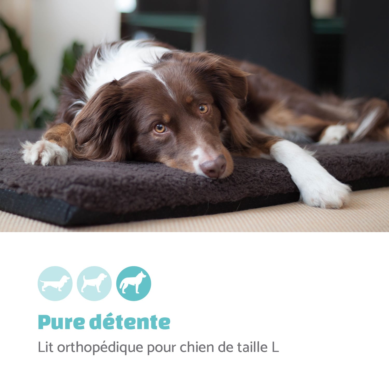 Nala Lit pour chien tapis lavable antidérapant respirant mousse à mémoire de forme taille L (120 x 5 x 80 cm) L | Anthracite