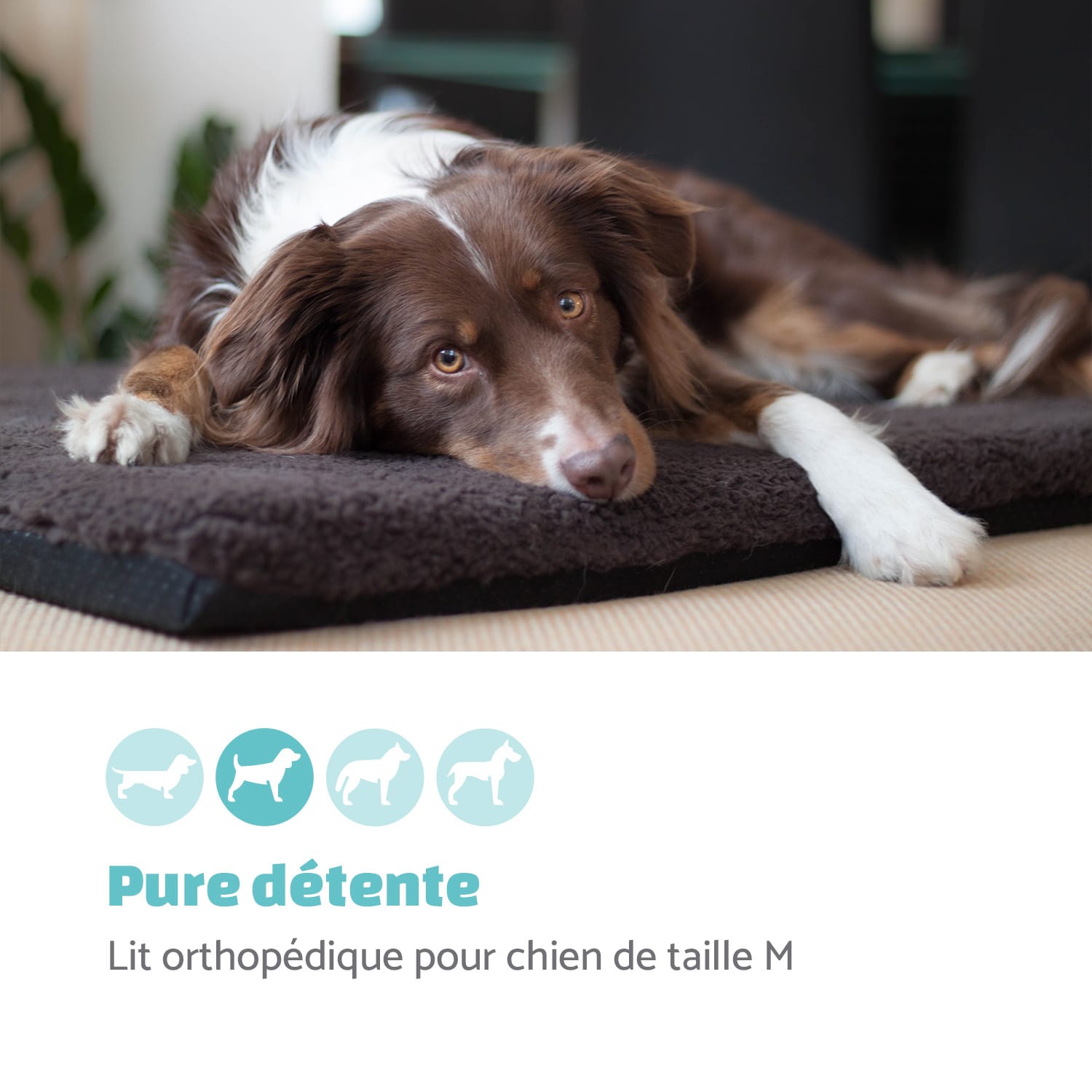 Luna lit pour chien matelas lavable orthopédique antidérapant respirant mousse à mémoire de forme taille M (80 x 5 x 55 cm) M | Anthracite