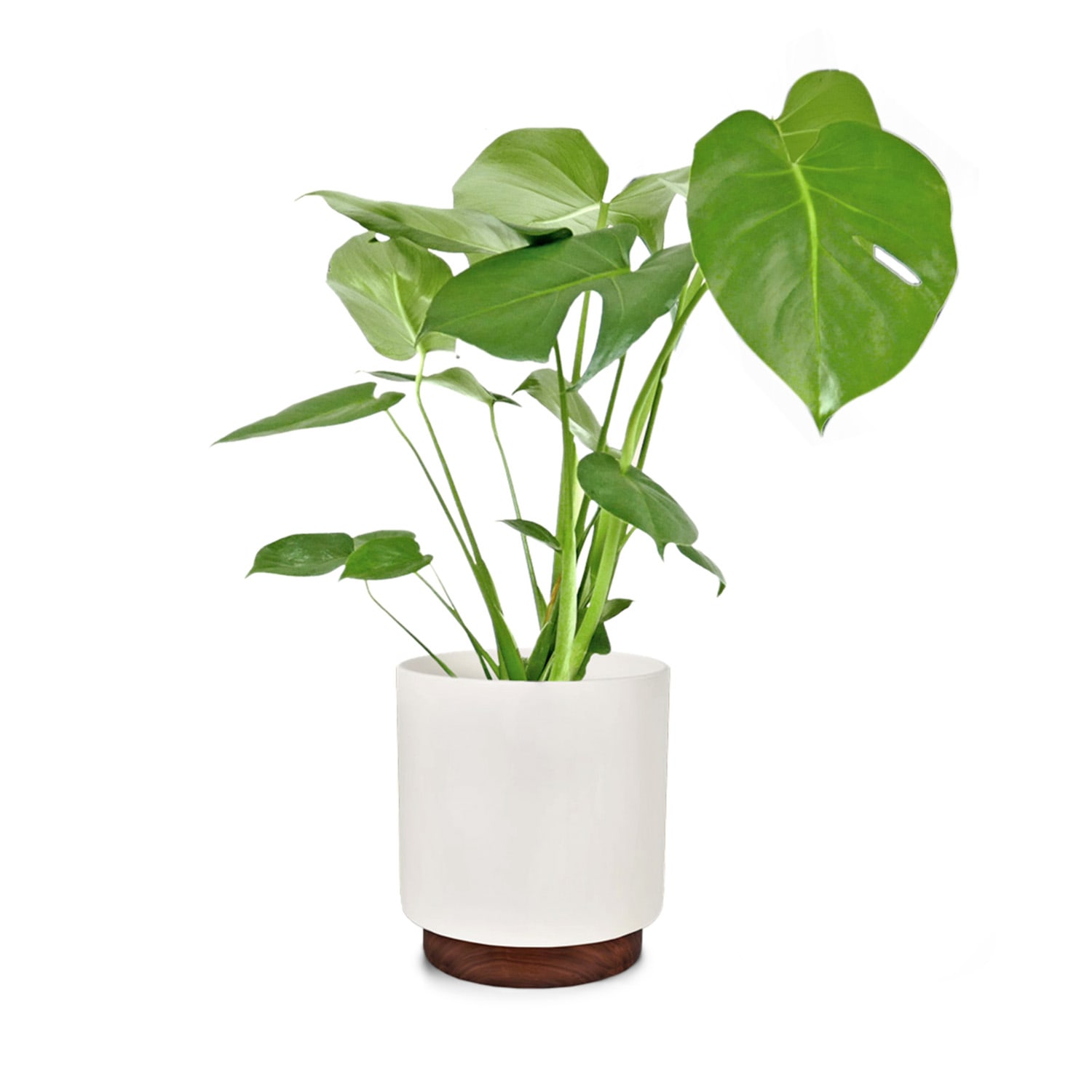 Enspijk flower pots walnut wood polystone handmade 2 sizes M (Ø 25,4 cm) | White