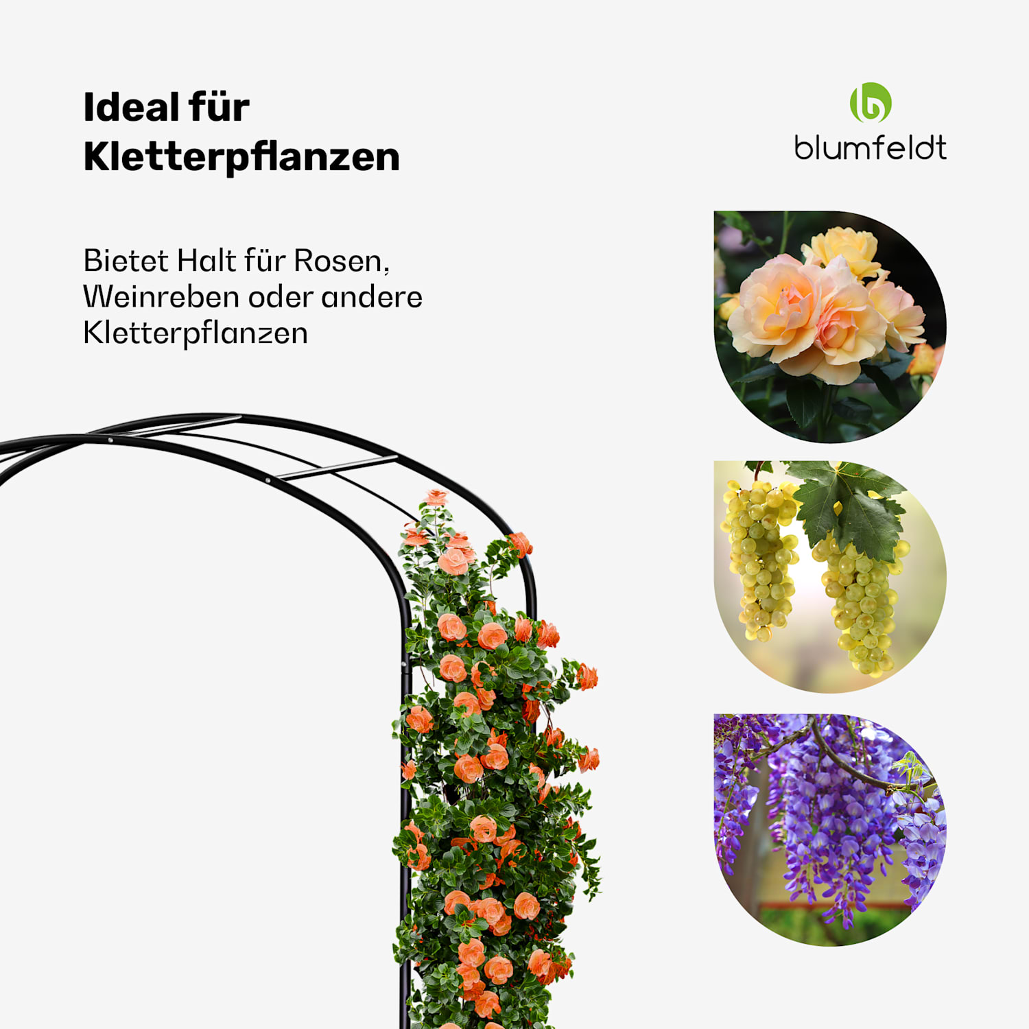 FloraBelle Curve Rosenbogen | dekorative Blattmuster | wetterbeständig | Kletterhilfe Kurve