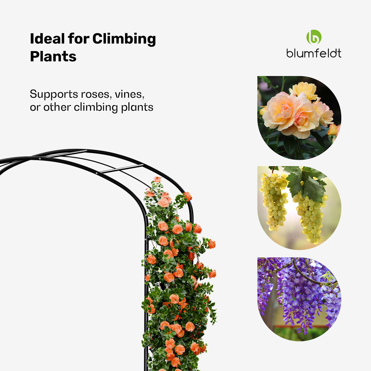 FloraBelle Curve rozenboog | decoratieve bladmotieven | weerbestendig | klimhulp kromme