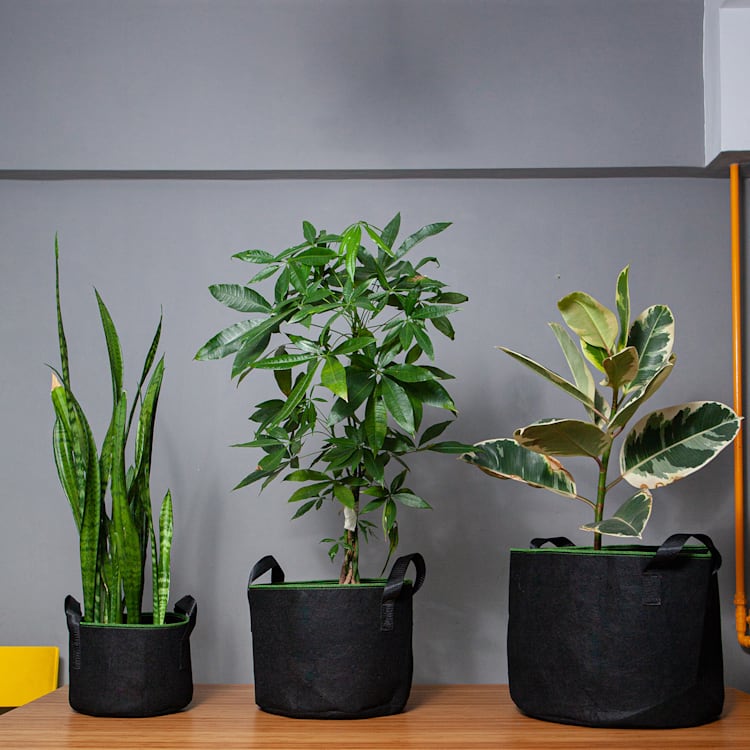 Conjunto de 5 sacos para plantas 10 Litros TNT com Pegas 10 Ltr