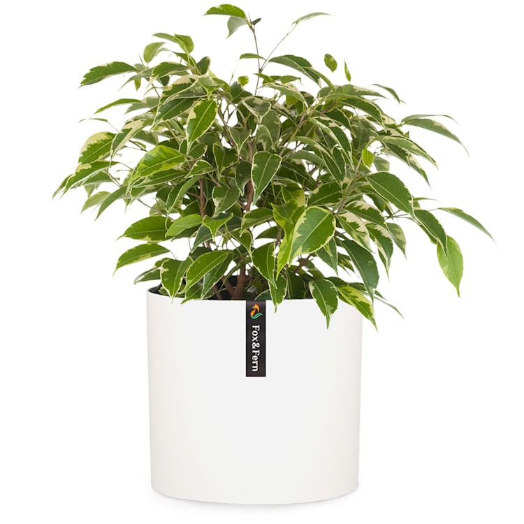 Venlo, kvetináč, Polystone, interiér a exteriér, 3 veľkosti M (Ø 25,4 cm) | biele matné