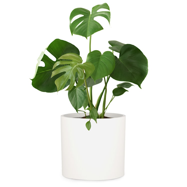 Venlo, kvetináč, Polystone, interiér a exteriér, 3 veľkosti L (Ø 30,48 cm) | biele matné