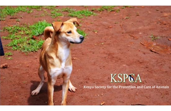 KSPCA's Kenyan Animals Welfare | M-Changa