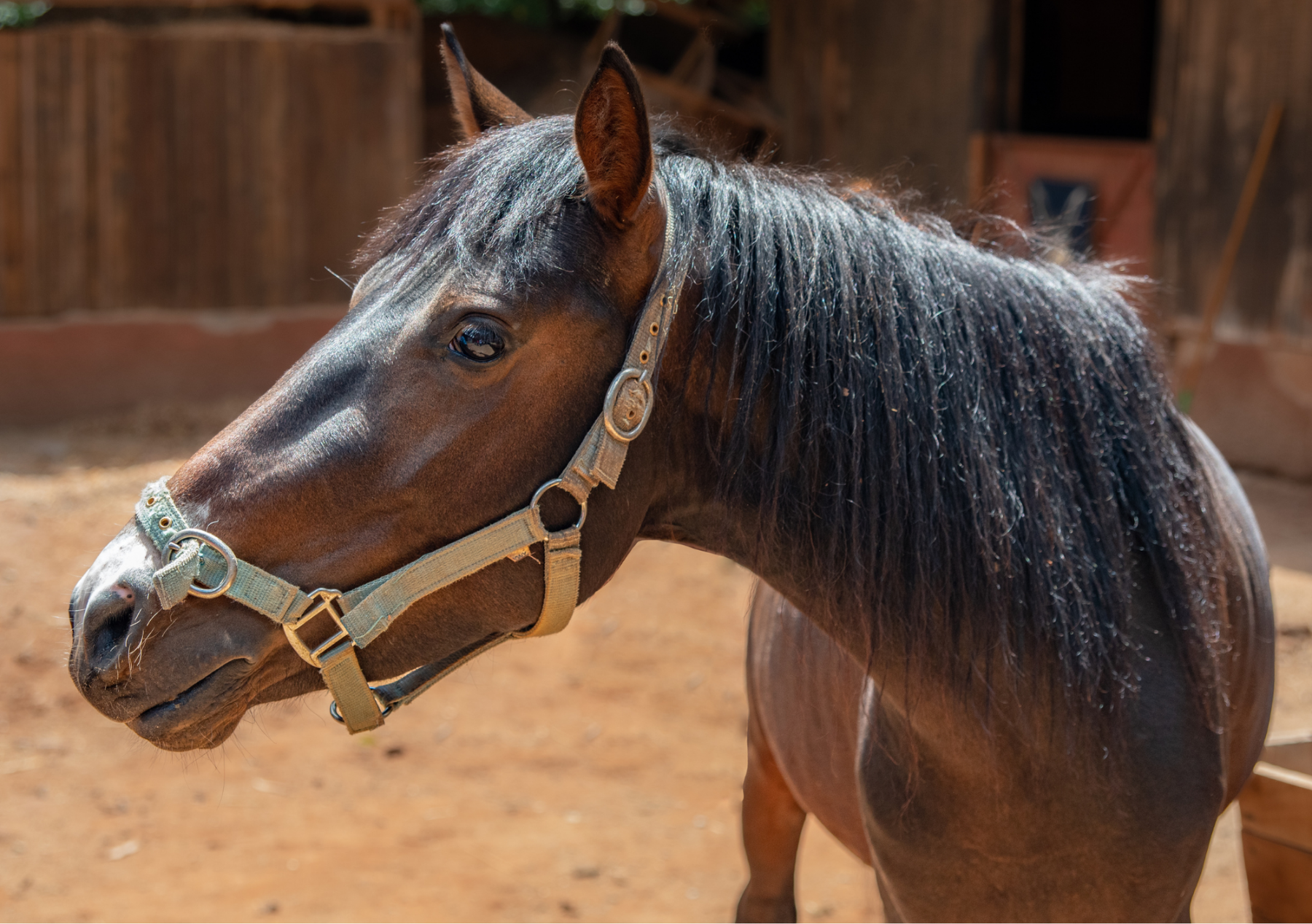 KSPCA Supporter's Fund