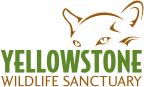 Logo for "YELLOWSTONE WILDLIFE SANCTUARY"