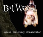 Logo for "Bat World Sanctuary"