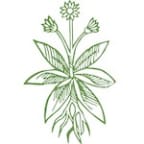 Logo for "ALL OUR KIN INC"