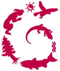 Logo for "SANCTUARY FOREST INC"