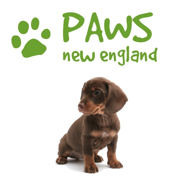 Logo for "PAWS NEW ENGLAND KELLY PARKER"