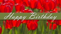 CharityChoice Tulips - Birthday Card
