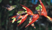 CharityChoice Hummingbirds Card