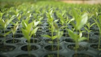 CharityChoice Seedlings Card
