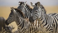 CharityChoice Zebras Card