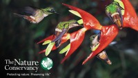 CharityChoice Hummingbirds - Branded Card