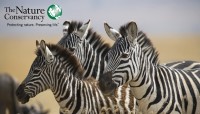 CharityChoice Zebras - Branded Card
