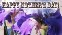 CharityChoice Iris - Mothers Day Card