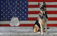 Show your pride for the USA - American flag with patriotic dogs